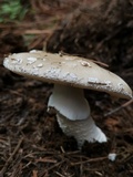 Amanita excelsa image