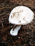 Amanita excelsa image