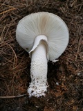 Amanita excelsa image