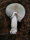 Amanita excelsa image