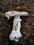 Amanita excelsa image