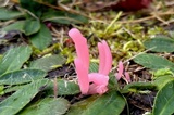 Clavaria rosea image