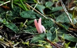 Clavaria rosea image