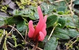 Clavaria rosea image