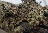 Flavopunctelia soredica image