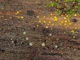 Helicogloea compressa image