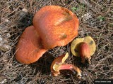 Boletus armeniacus image