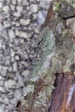 Image of Gyalideopsis buckii