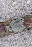 Gyalideopsis buckii image
