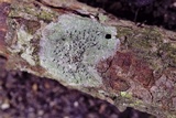 Gyalideopsis buckii image