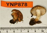 Pholiota highlandensis image