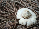 Geastrum fimbriatum image