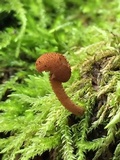 Flammulaster muricatus image