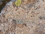 Lecanora cenisia image