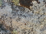 Lecanora cenisia image