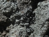 Lecanora cenisia image