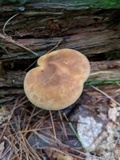 Tapinella atrotomentosa image