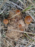 Psilocybe coprophila image