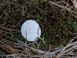 Lycoperdon curtisii image