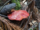 Fistulina hepatica image