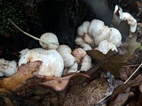 Entoloma abortivum image