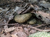 Lactarius atroviridis image