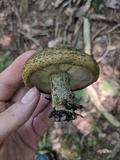 Lactarius atroviridis image