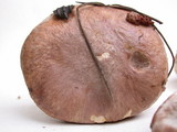 Suillus albivelatus image