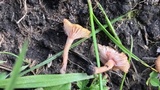 Contumyces rosellus image