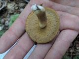 Xanthoconium affine image