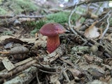 Butyriboletus frostii image