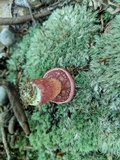 Butyriboletus frostii image