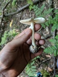 Amanita brunnescens image