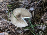 Amanita brunnescens image