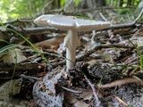 Amanita brunnescens image