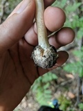 Amanita brunnescens image