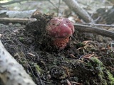 Butyriboletus frostii image