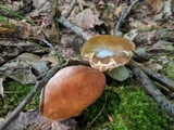 Xanthoconium affine image