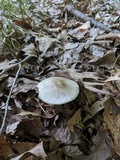 Amanita brunnescens image