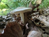 Amanita brunnescens image