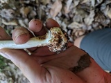Amanita brunnescens image