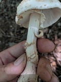 Amanita rubescens var. rubescens image