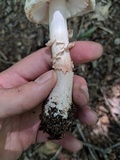 Amanita rubescens var. rubescens image