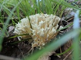 Sebacina schweinitzii image