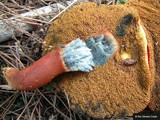 Boletus armeniacus image