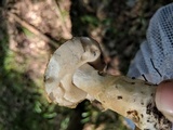 Gyroporus cyanescens image