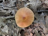 Cortinarius corrugatus image