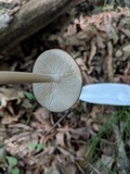 Oudemansiella furfuracea image