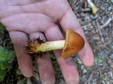 Cortinarius corrugatus image
