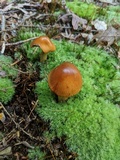 Cortinarius corrugatus image